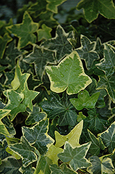 Gold Child Ivy (Hedera helix 'Gold Child') at Wolf's Blooms & Berries