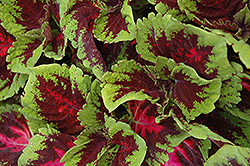 Kong Red Coleus (Solenostemon scutellarioides 'Kong Red') at Wolf's Blooms & Berries