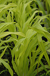 Jade Princess Millet (Pennisetum glaucum 'Jade Princess') at Wolf's Blooms & Berries