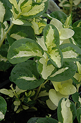 Wojo's Gem Periwinkle (Vinca major 'Wojo's Gem') at Wolf's Blooms & Berries