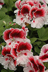 Elegance Crystal Rose Geranium (Pelargonium 'Elegance Crystal Rose') at Wolf's Blooms & Berries