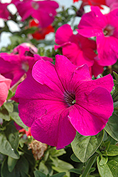 Dreams Burgundy Petunia (Petunia 'Dreams Burgundy') at Wolf's Blooms & Berries