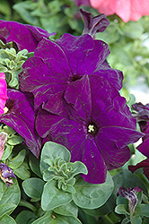 Dreams Midnight Petunia (Petunia 'Dreams Midnight') at Wolf's Blooms & Berries