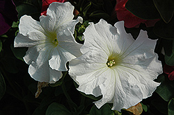 Dreams White Petunia (Petunia 'Dreams White') at Wolf's Blooms & Berries