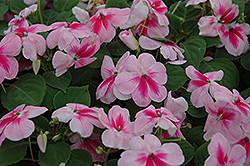Patchwork Pink Shades Impatiens (Impatiens 'Balpapinade') at Wolf's Blooms & Berries