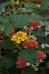 Confetti Lantana (Lantana camara 'Confetti') at Wolf's Blooms & Berries