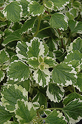 Variegated Swedish Ivy (Plectranthus coleoides 'Variegata') at Wolf's Blooms & Berries