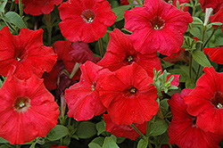 Easy Wave Red Petunia (Petunia 'Easy Wave Red') at Wolf's Blooms & Berries