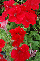 Dreams Red Petunia (Petunia 'Dreams Red') at Wolf's Blooms & Berries