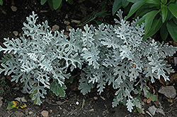 Silver Dust Dusty Miller (Senecio cineraria 'Silver Dust') at Wolf's Blooms & Berries