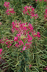 Sparkler Rose Spiderflower (Cleome hassleriana 'Sparkler Rose') at Wolf's Blooms & Berries