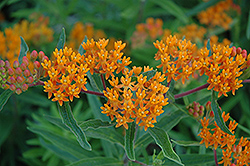 Gay Butterflies Butterfly Weed (Asclepias tuberosa 'Gay Butterflies') at Wolf's Blooms & Berries