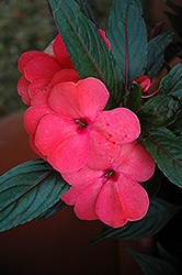 Magnum Salmon New Guinea Impatiens (Impatiens 'Magnum Salmon') at Wolf's Blooms & Berries