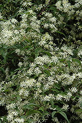 Sweet Autumn Clematis (Clematis terniflora) at Wolf's Blooms & Berries