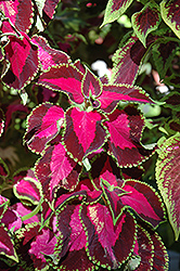 Chocolate Covered Cherry Coleus (Solenostemon scutellarioides 'Chocolate Covered Cherry') at Wolf's Blooms & Berries