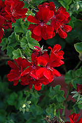 Royal Dark Red Ivy Leaf Geranium (Pelargonium peltatum 'Royal Dark Red') at Wolf's Blooms & Berries