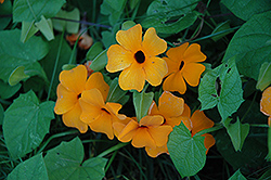 Sunny Orange Wonder Black-Eyed Susan (Thunbergia alata 'Sunny Orange Wonder') at Wolf's Blooms & Berries