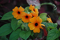 Sunny Susy Red Orange Black-Eyed Susan (Thunbergia alata 'Sunny Susy Red Orange') at Wolf's Blooms & Berries