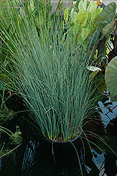 Blue Arrows Rush (Juncus inflexus 'Blue Arrows') at Wolf's Blooms & Berries