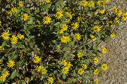 Talya Sunny Creeping Zinnia (Sanvitalia speciosa 'Talya Sunny') at Wolf's Blooms & Berries