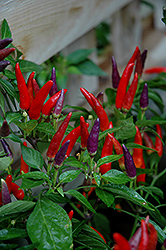 Sangria Ornamental Pepper (Capsicum annuum 'Sangria') at Wolf's Blooms & Berries