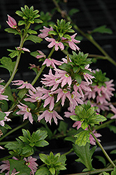 Bombay Pink Fan Flower (Scaevola aemula 'Bombay Pink') at Wolf's Blooms & Berries