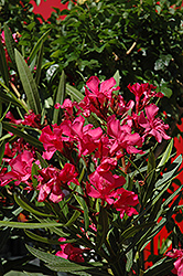 Calypso Oleander (Nerium oleander 'Calypso') at Wolf's Blooms & Berries