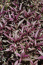 Persian Shield (Strobilanthes dyerianus) at Wolf's Blooms & Berries