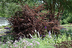 Plum Delight Chinese Fringeflower (Loropetalum chinense 'Plum Delight') at Wolf's Blooms & Berries