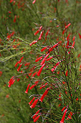 Firecracker Plant (Russelia equisetiformis) at Wolf's Blooms & Berries