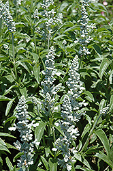 Sallyfun Snow White Salvia (Salvia farinacea 'Sallyfun Snow White') at Wolf's Blooms & Berries