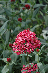 Red Valerian (Centranthus ruber var. coccineus) at Wolf's Blooms & Berries
