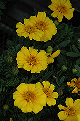 Disco Yellow Marigold (Tagetes patula 'Disco Yellow') at Wolf's Blooms & Berries