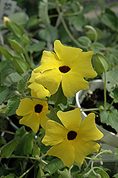 Lemon A-Peel Black-Eyed Susan (Thunbergia alata 'Lemon A-Peel') at Wolf's Blooms & Berries