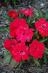 Magnum Dark Red New Guinea Impatiens (Impatiens 'Magnum Dark Red') at Wolf's Blooms & Berries