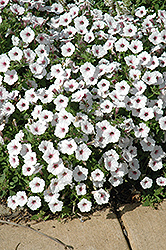 Supertunia Vista Silverberry Petunia (Petunia 'Supertunia Vista Silverberry') at Wolf's Blooms & Berries