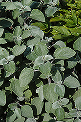 Silver Shield Plectranthus (Plectranthus argentatus 'Silver Shield') at Wolf's Blooms & Berries