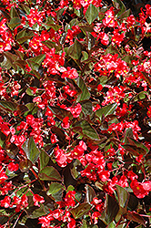 Whopper Red Bronze Leaf Begonia (Begonia 'Whopper Red Bronze Leaf') at Wolf's Blooms & Berries