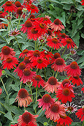 Sombrero Salsa Red Coneflower (Echinacea 'Balsomsed') at Wolf's Blooms & Berries