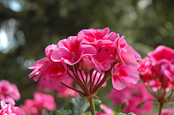 Sarita Dark Lilac Splash Geranium (Pelargonium 'Sarita Dark Lilac Splash') at Wolf's Blooms & Berries