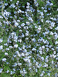 Forget-Me-Not (Myosotis sylvatica) at Wolf's Blooms & Berries