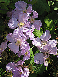 Blue Angel Clematis (Clematis 'Blue Angel') at Wolf's Blooms & Berries