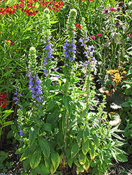 Blue Cardinal Flower (Lobelia siphilitica) at Wolf's Blooms & Berries