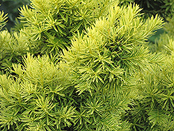 Dwarf Golden Japanese Yew (Taxus cuspidata 'Nana Aurescens') at Wolf's Blooms & Berries