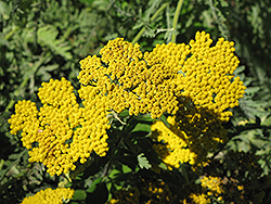 Coronation Gold Yarrow (Achillea 'Coronation Gold') at Wolf's Blooms & Berries