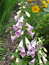 Foxy Foxglove (Digitalis purpurea 'Foxy') at Wolf's Blooms & Berries