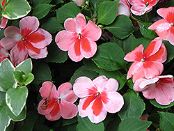 Patchwork Pink Shades Impatiens (Impatiens 'Balpapinade') at Wolf's Blooms & Berries