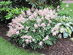 Peach Blossom Astilbe (Astilbe x rosea 'Peach Blossom') at Wolf's Blooms & Berries