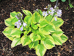 Summer Breeze Hosta (Hosta 'Summer Breeze') at Wolf's Blooms & Berries