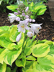 Summer Breeze Hosta (Hosta 'Summer Breeze') at Wolf's Blooms & Berries